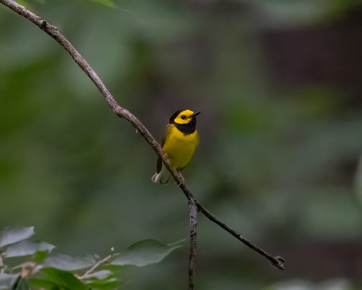 Hooded Warbler - ML619676948