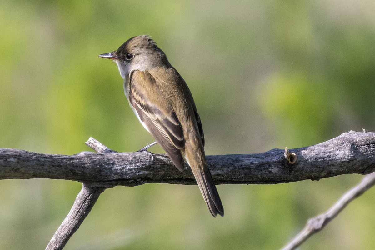 Willow Flycatcher - ML619676954