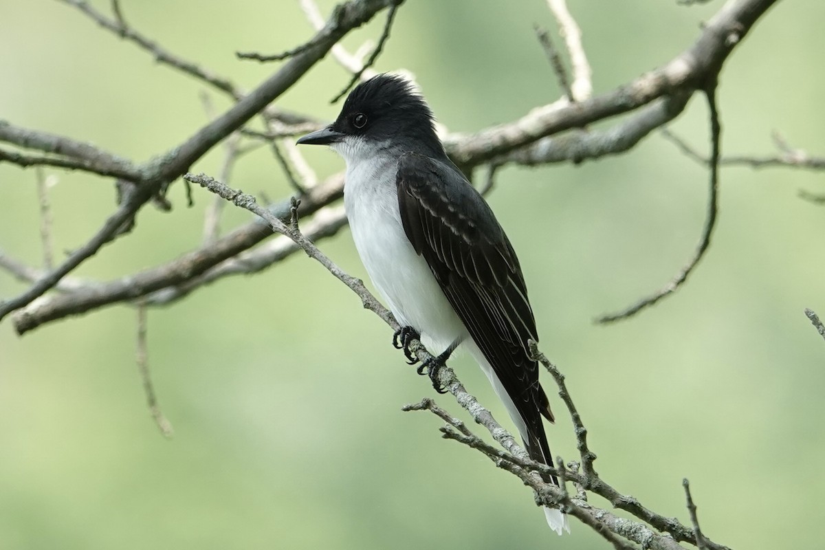 Eastern Kingbird - ML619677001