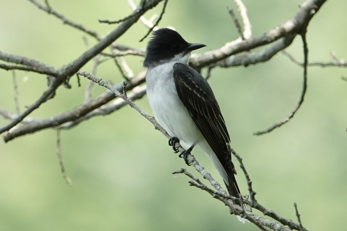 Eastern Kingbird - ML619677002