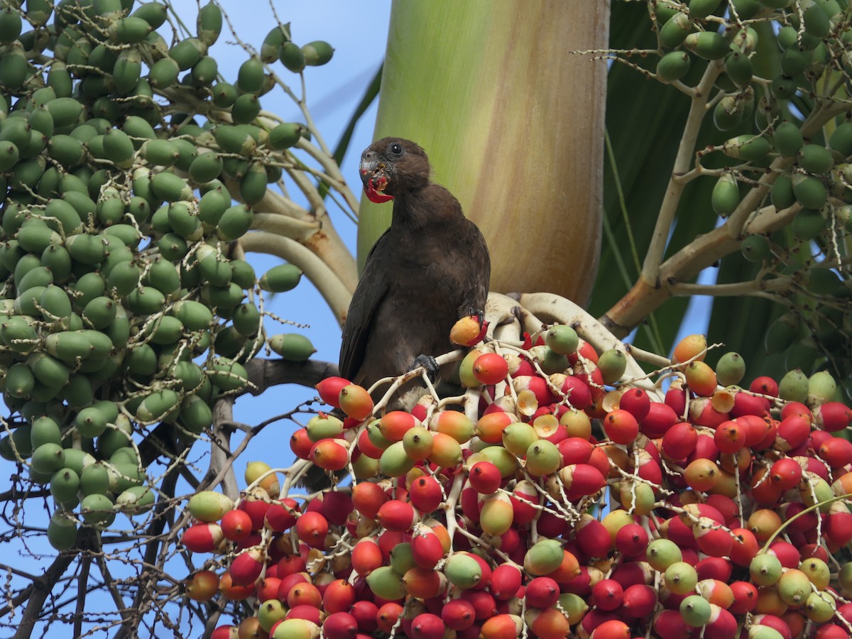 Seychelles Parrot - ML619677009