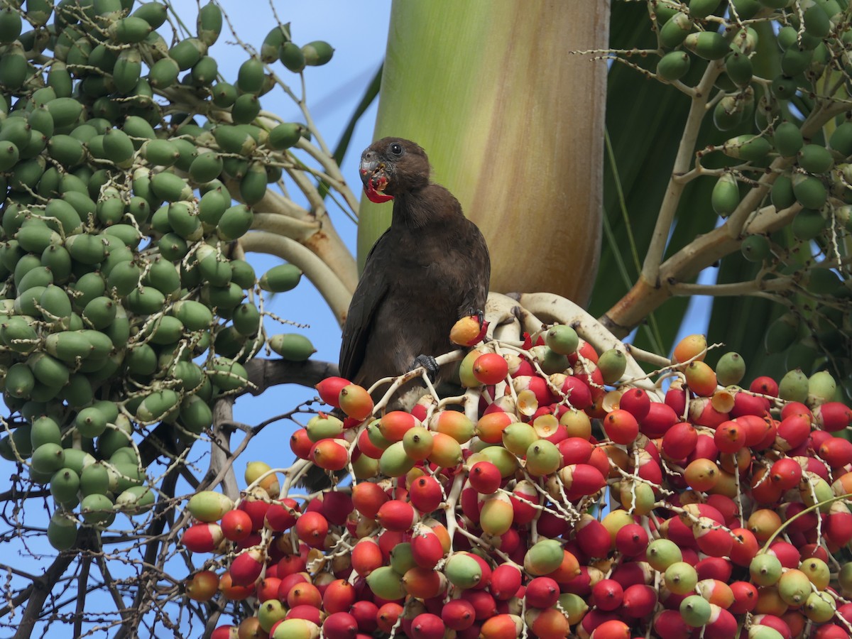 Loro de Seychelles - ML619677009