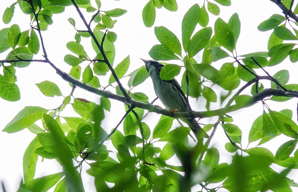 Blackpoll Warbler - ML619677024