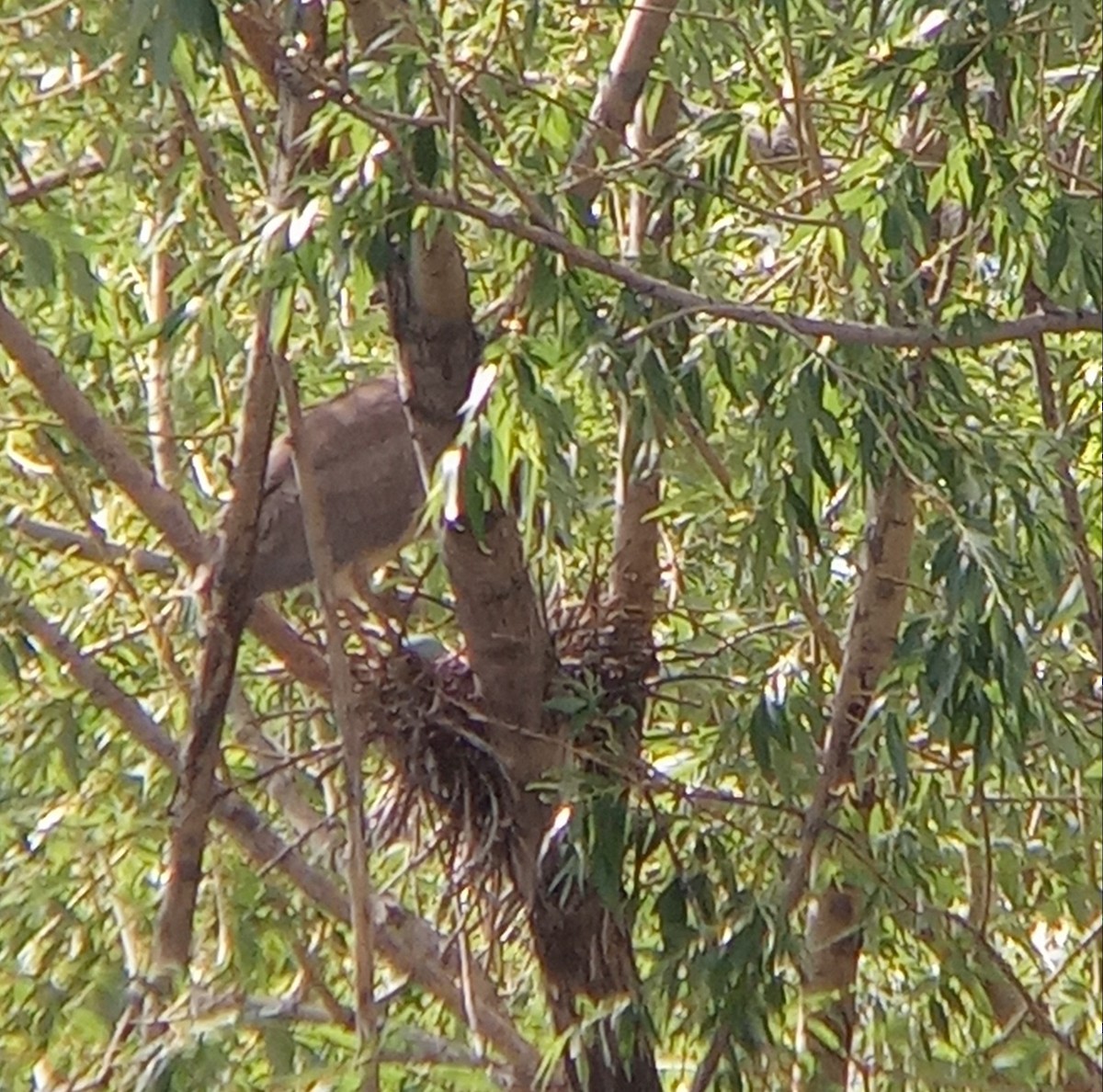 Black-crowned Night Heron - ML619677030