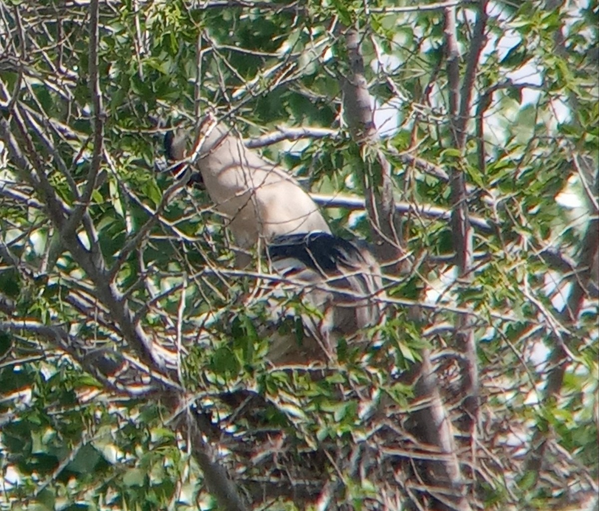 Black-crowned Night Heron - ML619677031