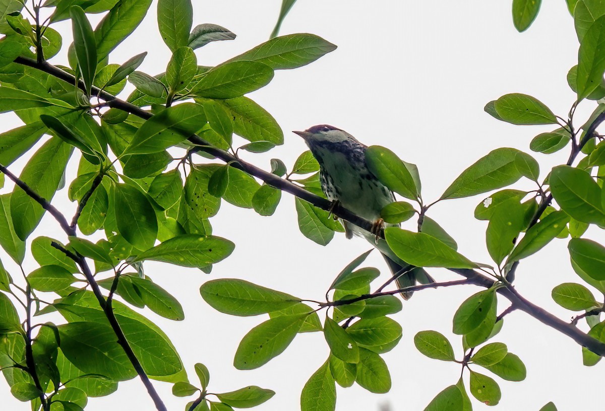 Blackpoll Warbler - ML619677038