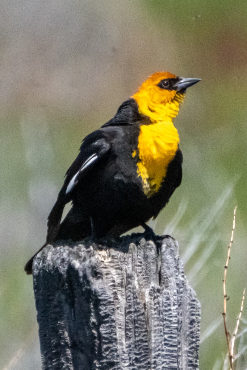Yellow-headed Blackbird - ML619677041