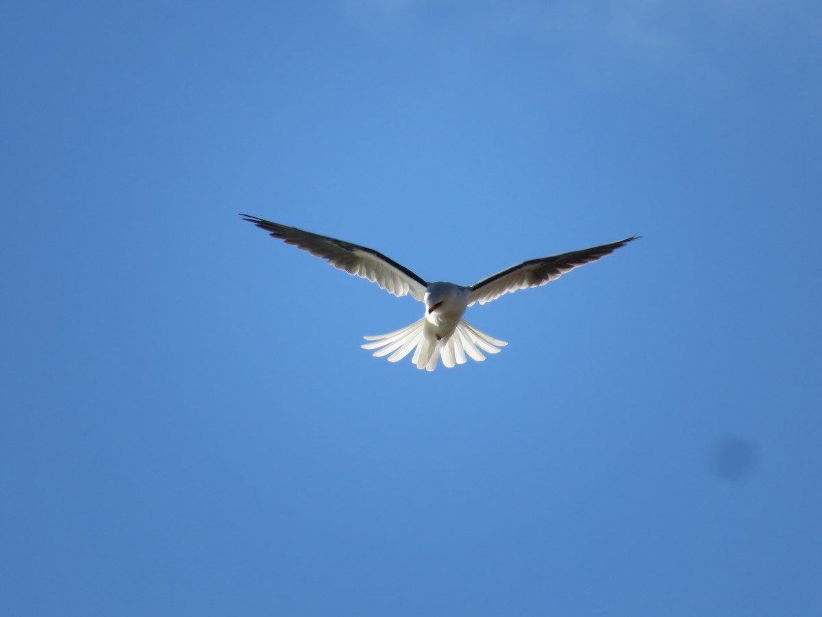 White-tailed Kite - Mauro Ricci