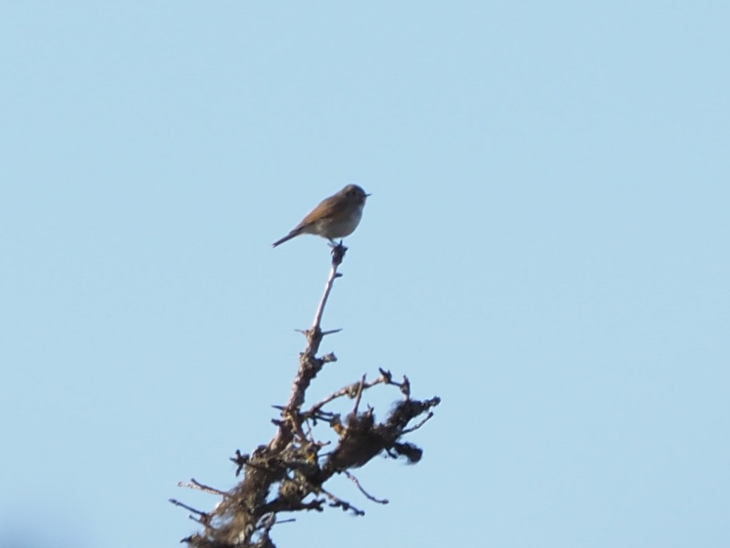 Red-flanked Bluetail - ML619677055