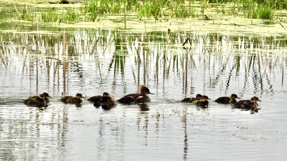 Hooded Merganser - ML619677060