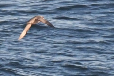 Fulmar Boreal - ML619677081