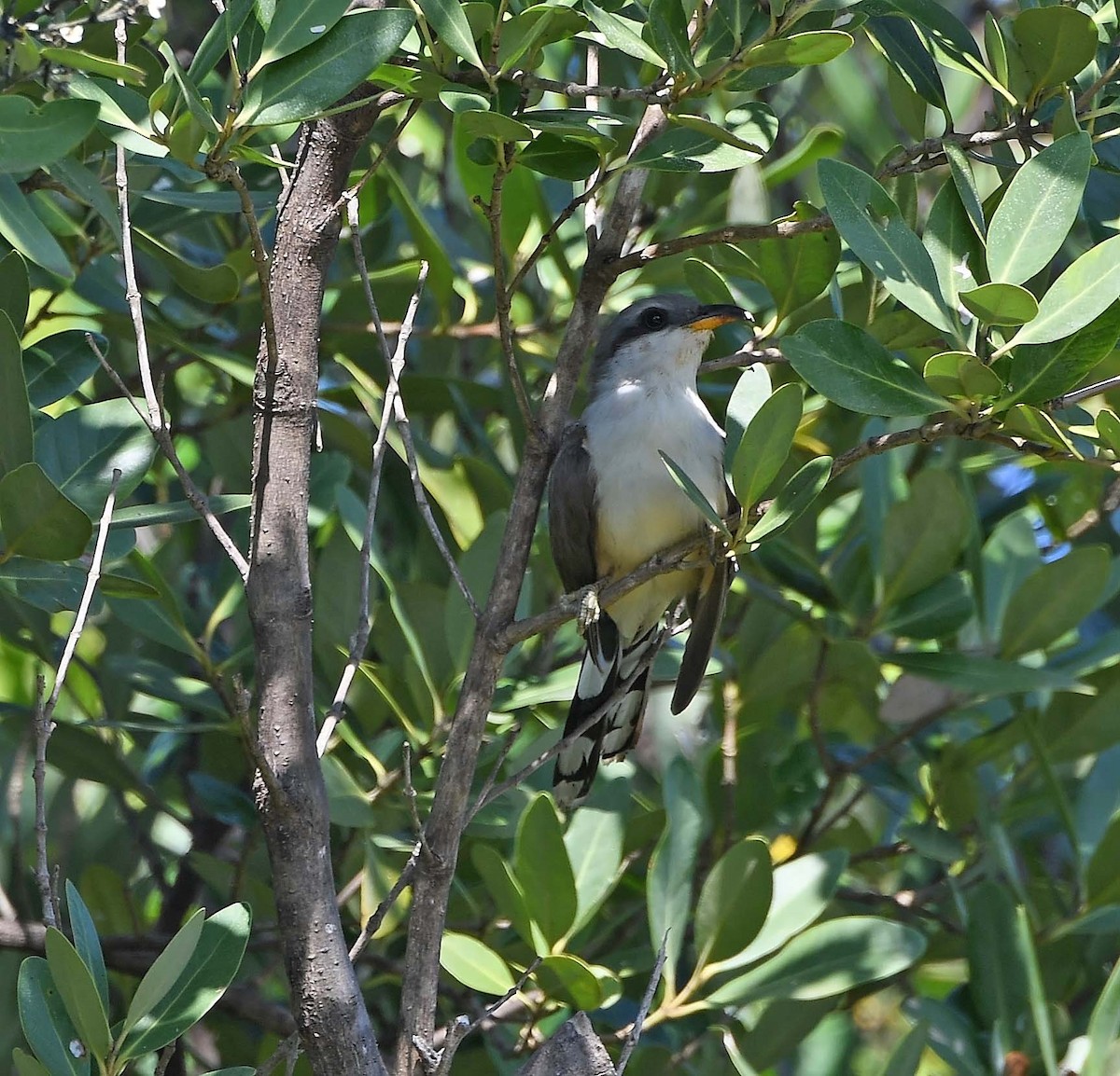 Mangrove Cuckoo - ML619677131