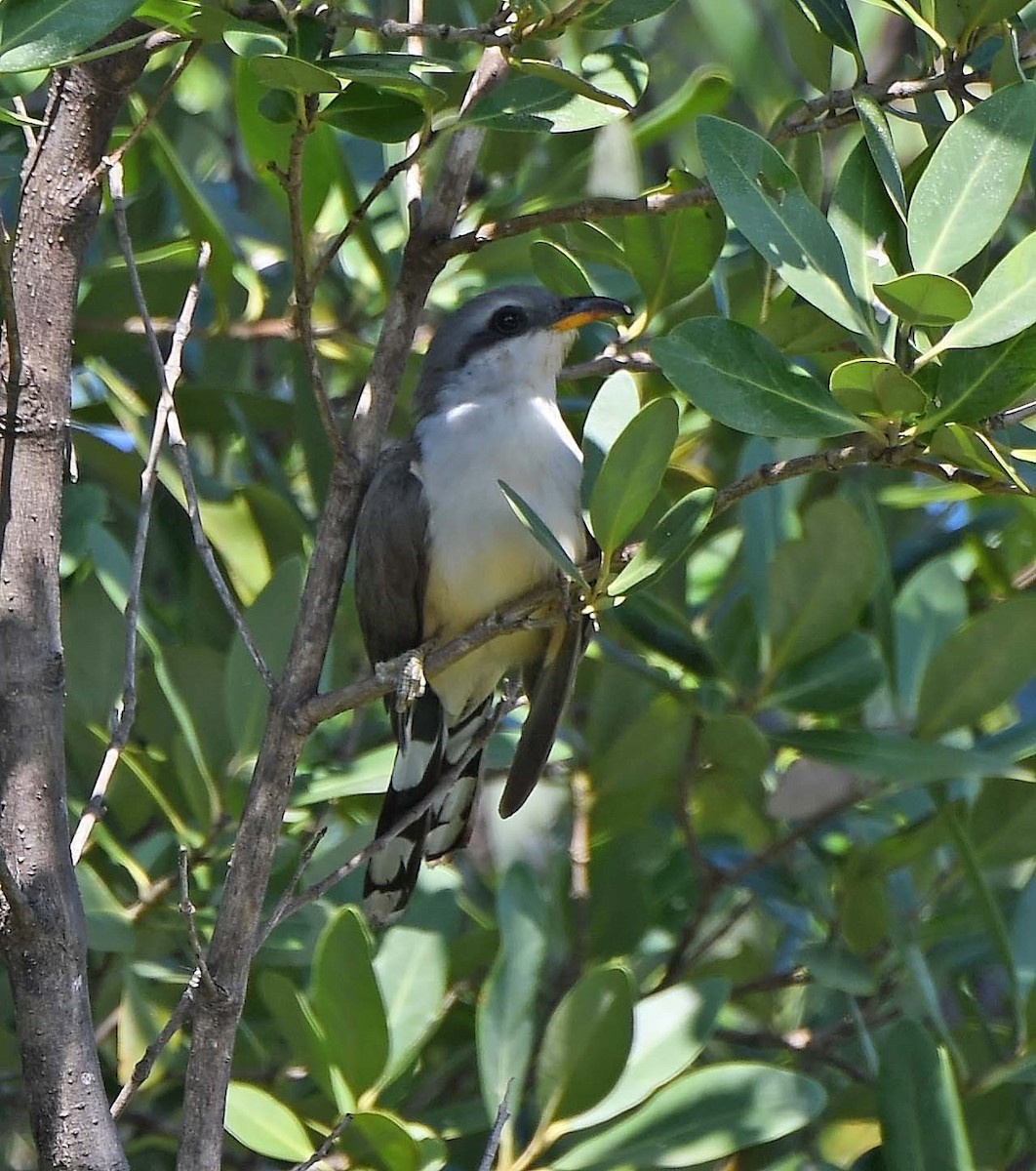 Mangrove Cuckoo - ML619677136