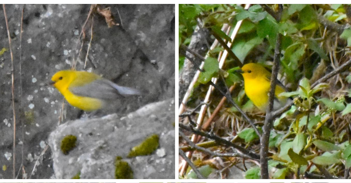 Prothonotary Warbler - ML619677147