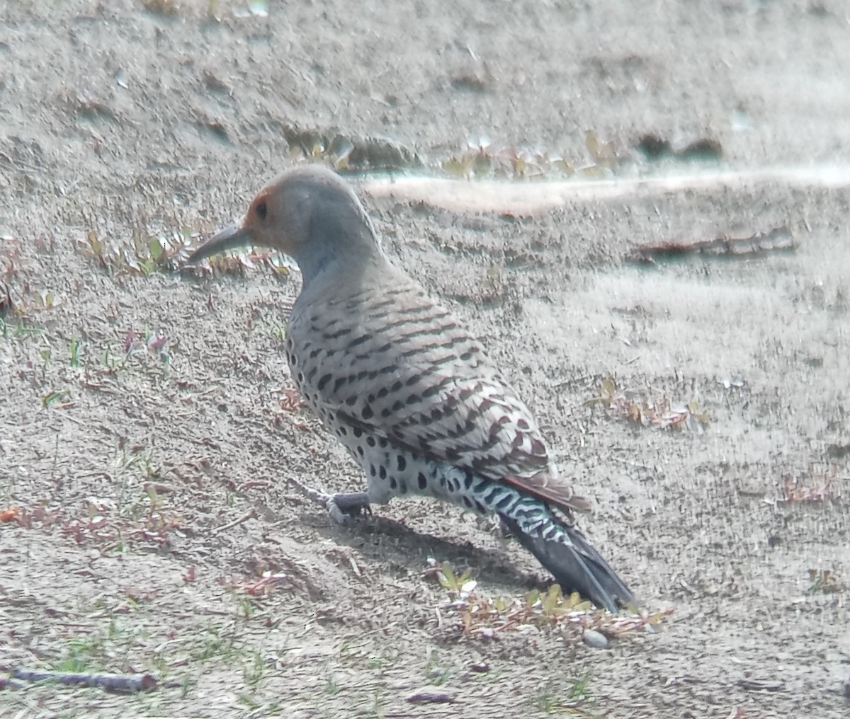 Northern Flicker (Red-shafted) - ML619677151