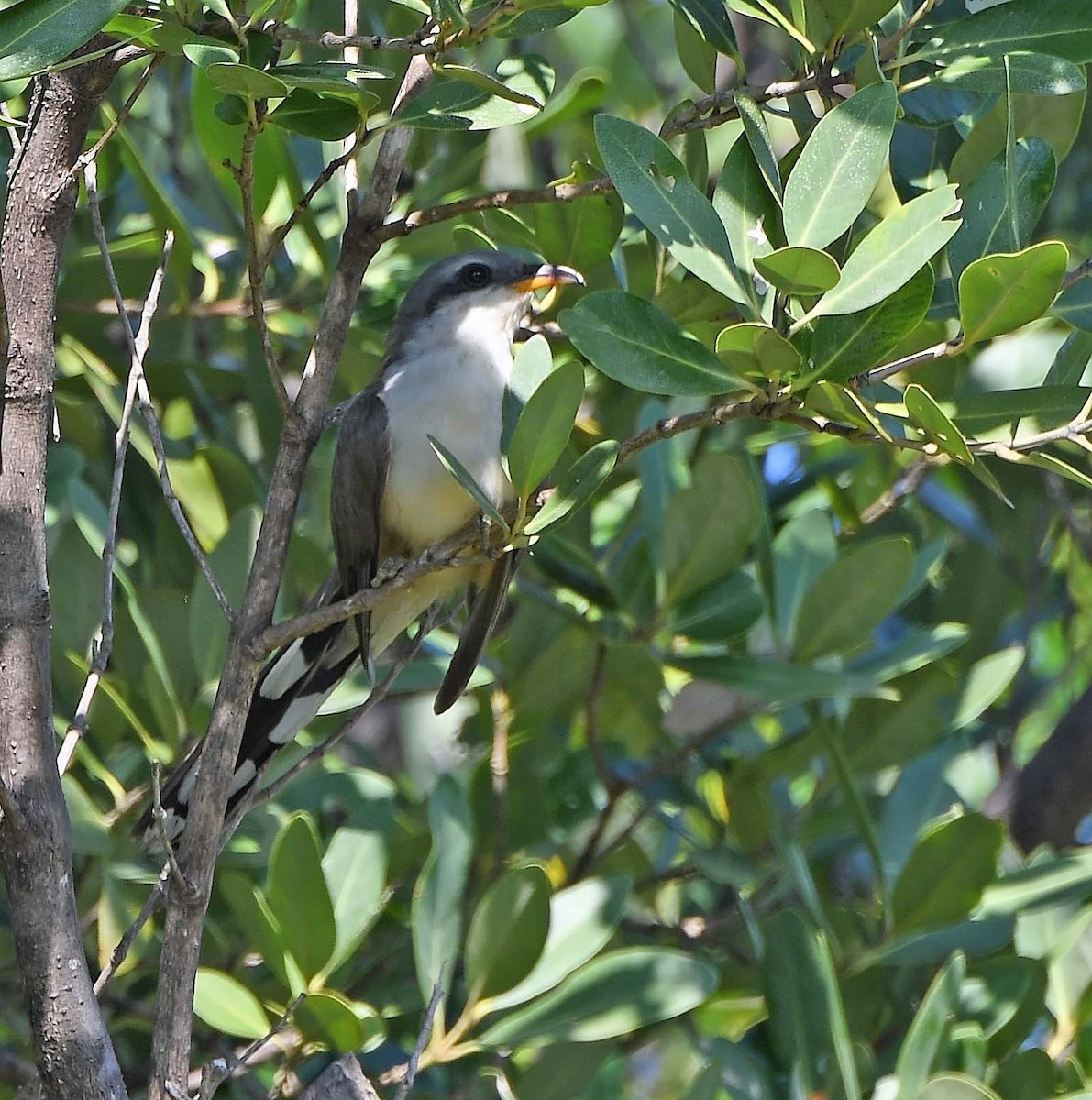 Mangrove Cuckoo - ML619677152