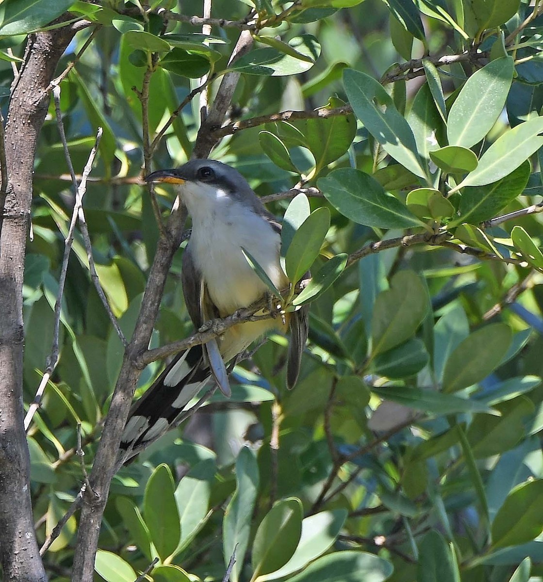 Mangrovekuckuck - ML619677157