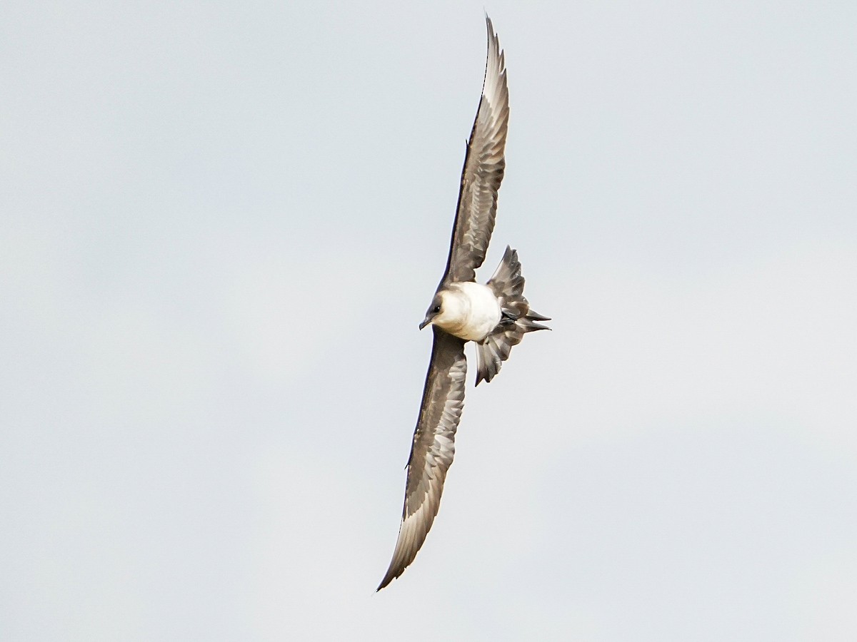 Parasitic Jaeger - Blair Nikula