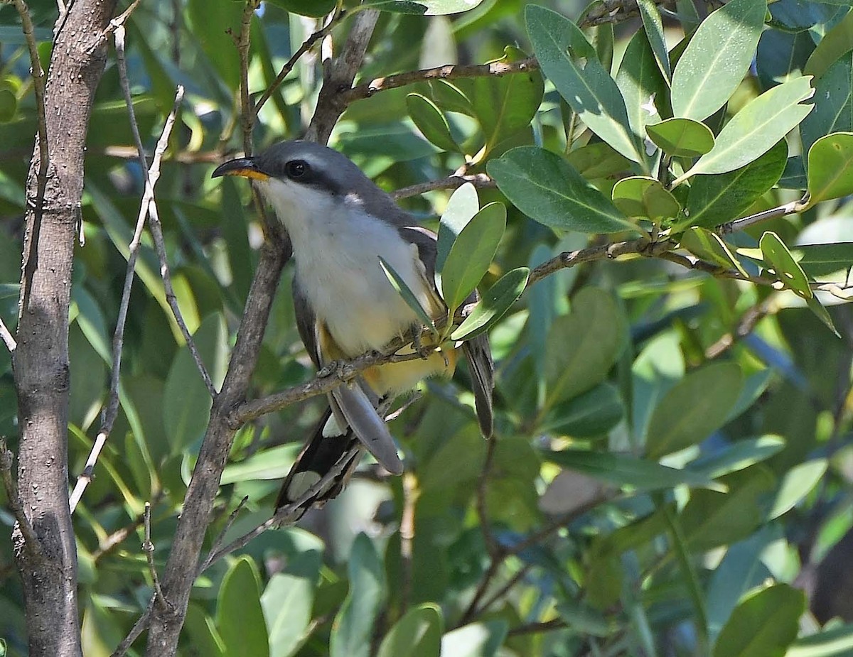 Mangrovekuckuck - ML619677170