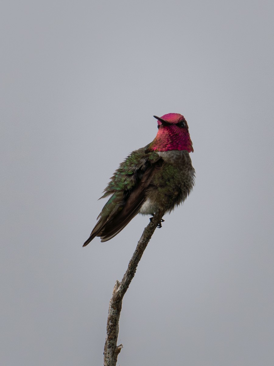 Anna's Hummingbird - ML619677173