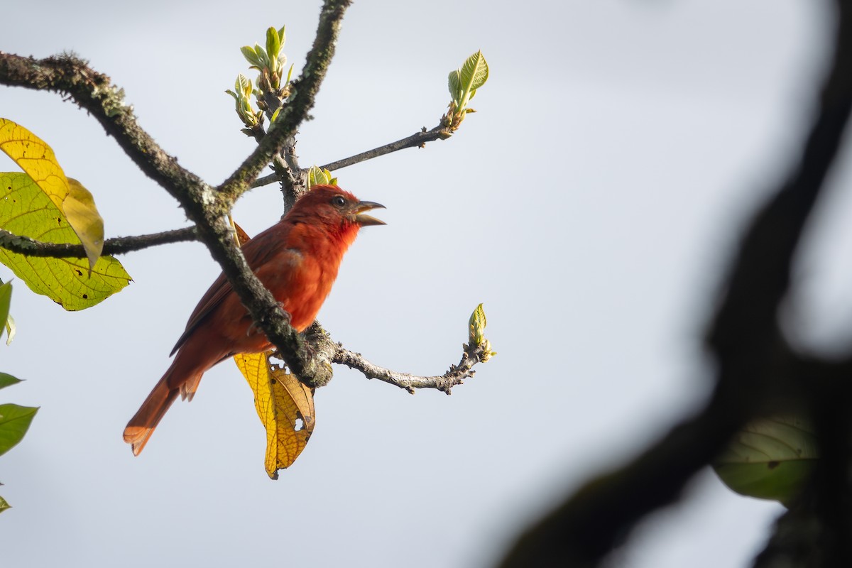 Hepatic Tanager - ML619677180