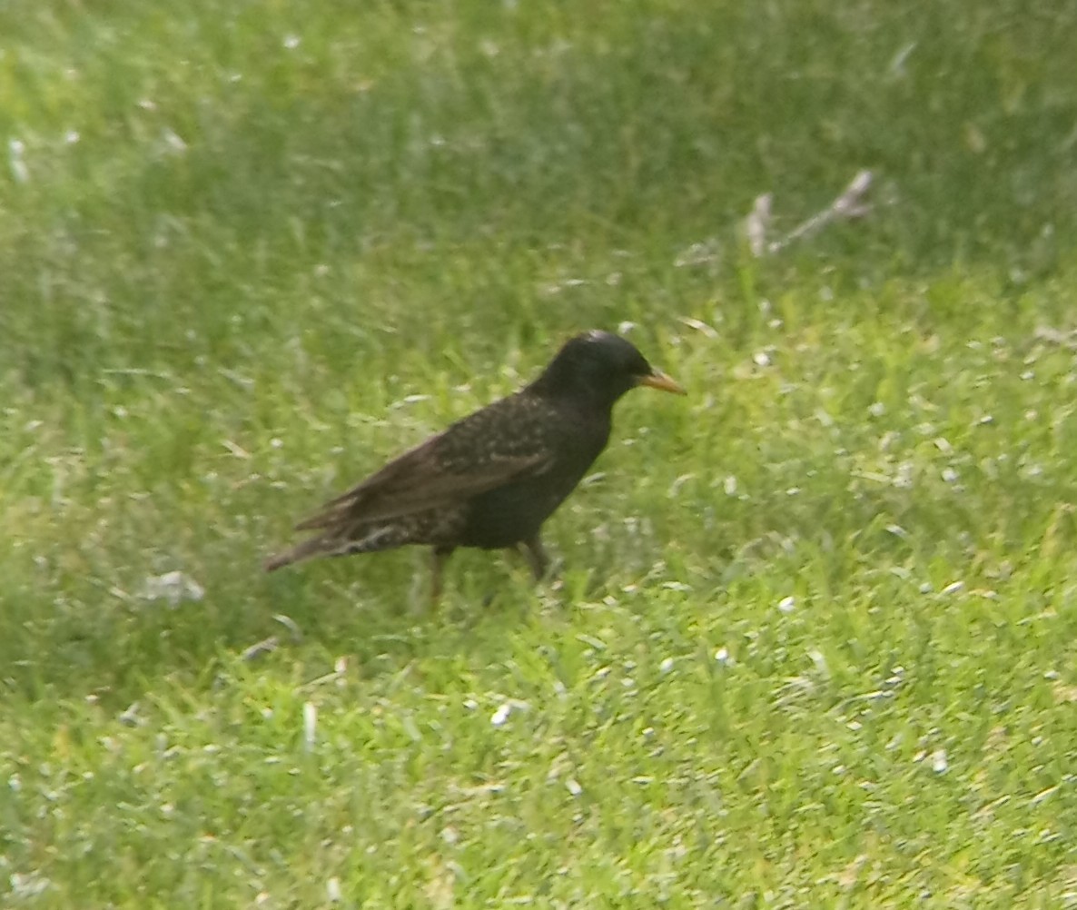 European Starling - ML619677181