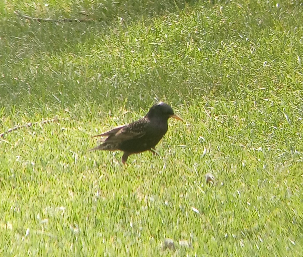 European Starling - ML619677182