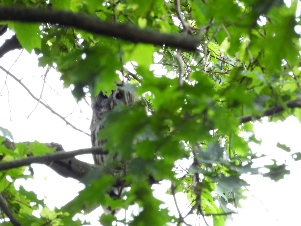 Barred Owl - ML619677198