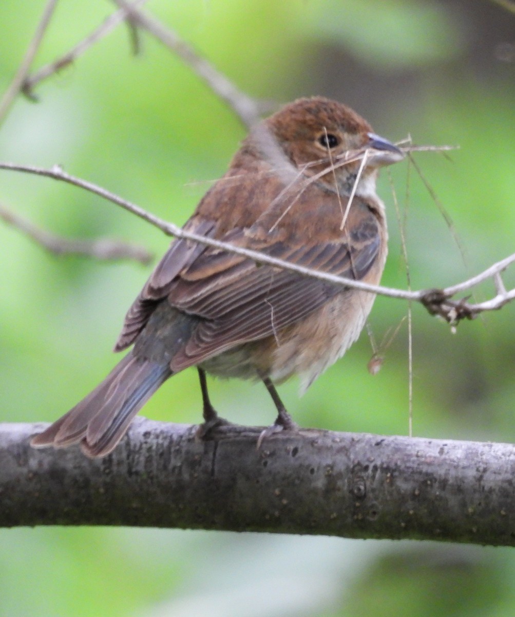 Indigo Bunting - ML619677216