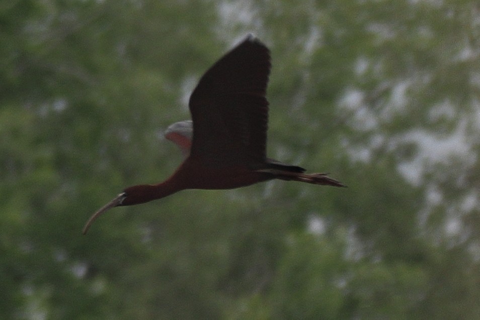 ibis hnědý - ML619677229
