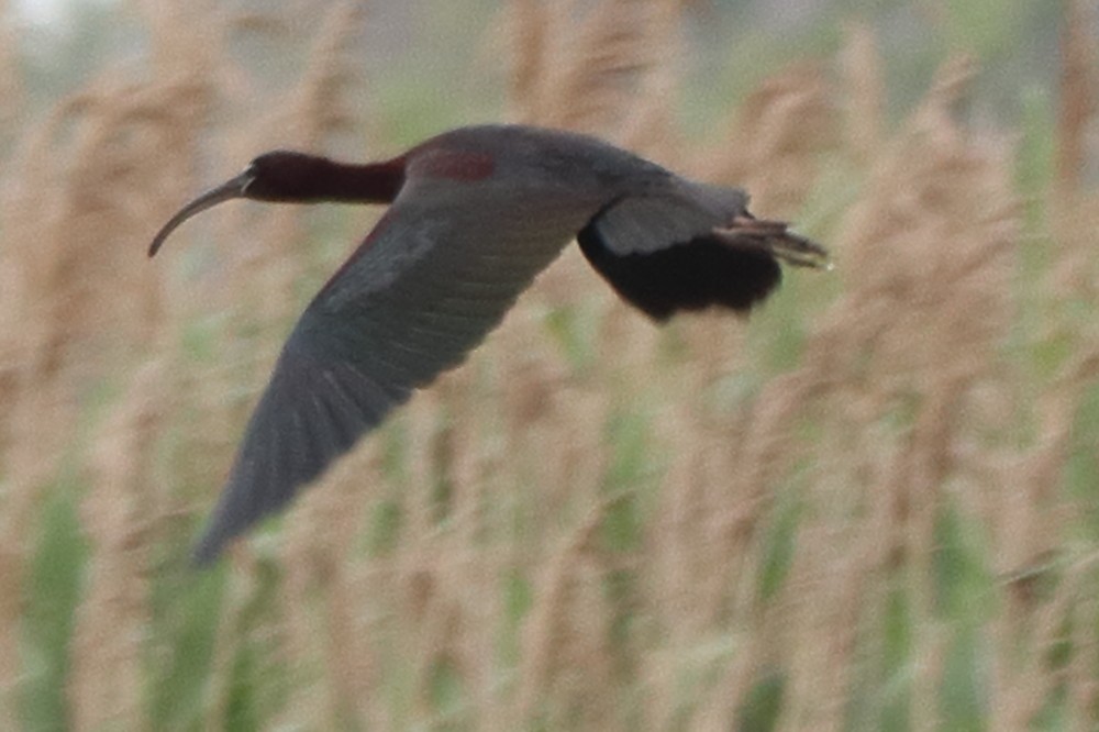 ibis hnědý - ML619677230