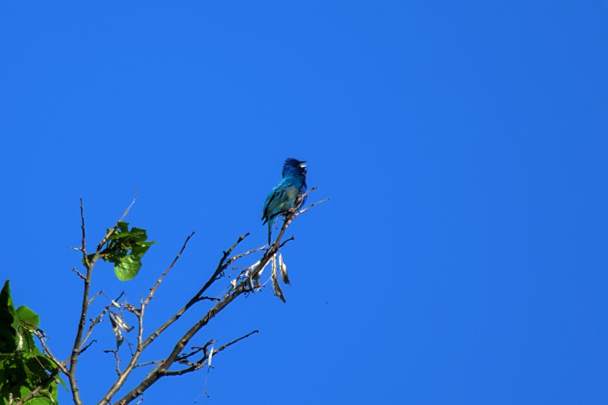 Indigo Bunting - ML619677274