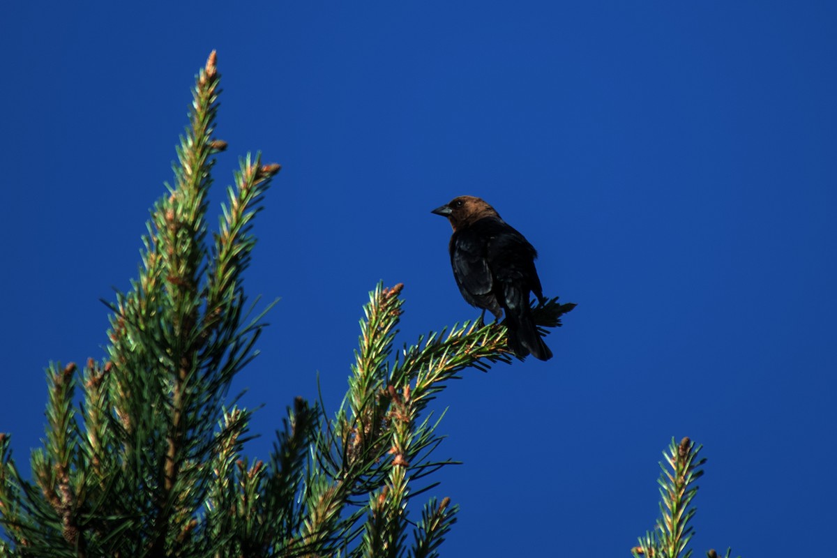 Brown-headed Cowbird - ML619677288