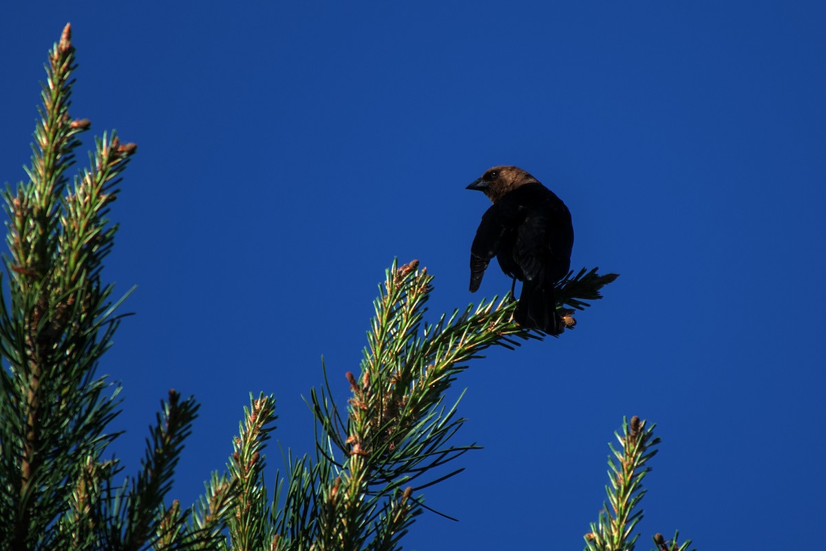 Brown-headed Cowbird - ML619677293