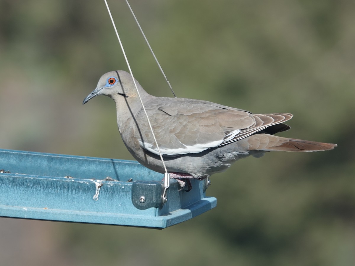 White-winged Dove - ML619677298