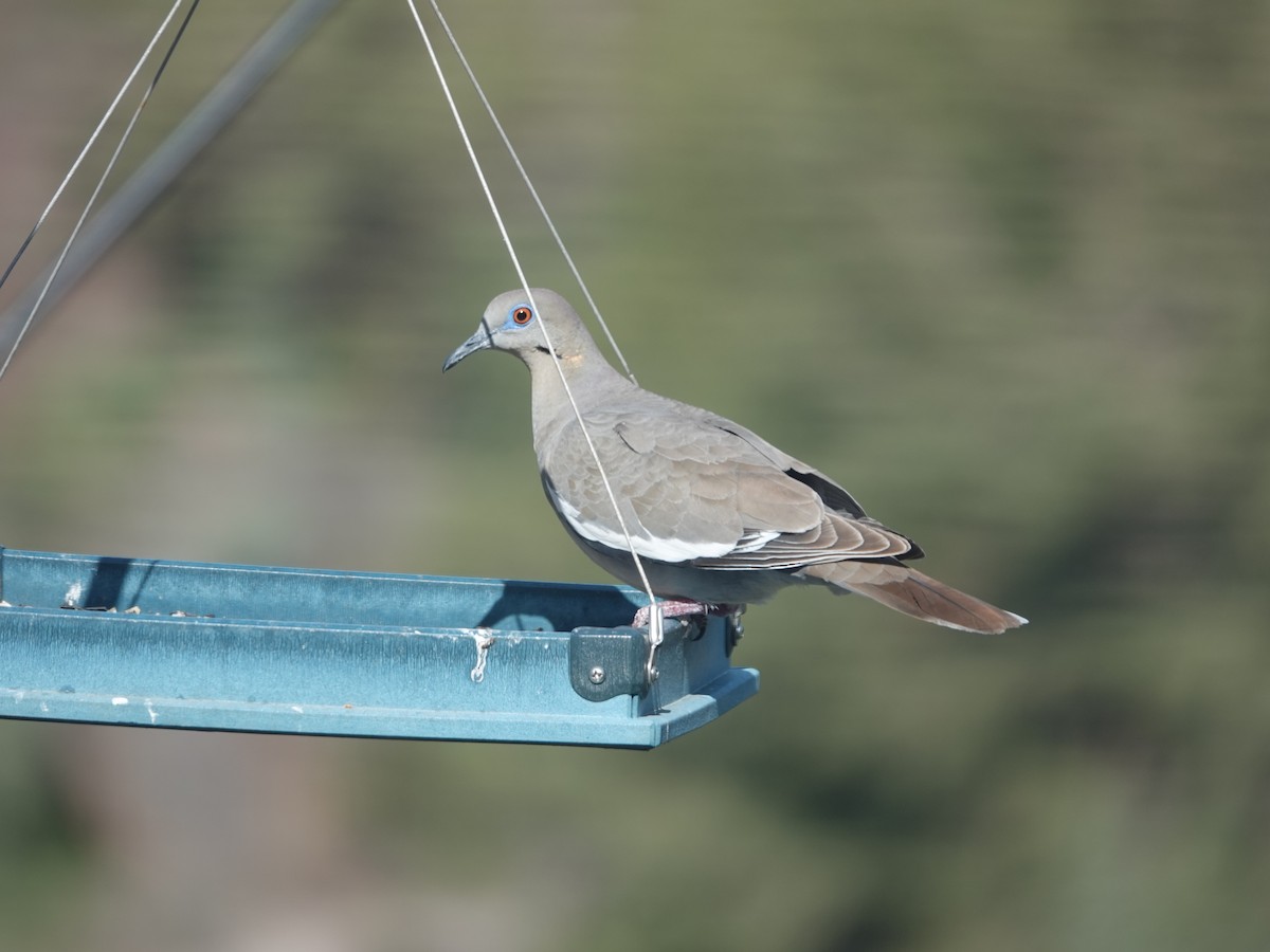 White-winged Dove - ML619677300