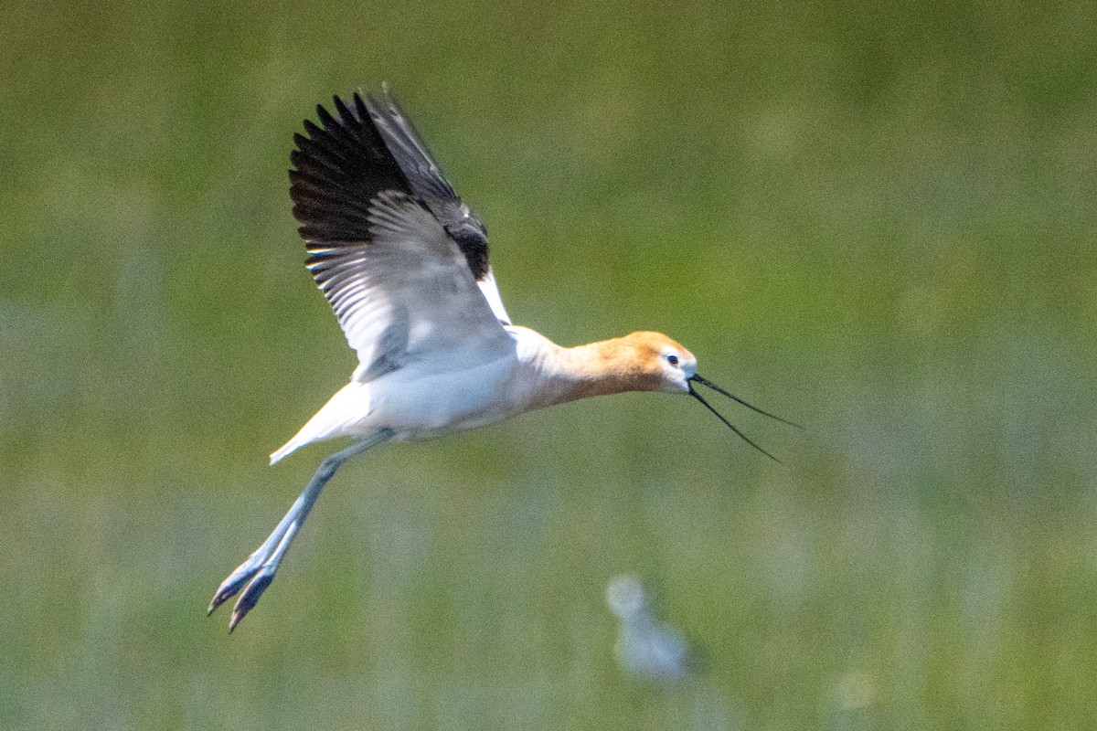 Avoceta Americana - ML619677303