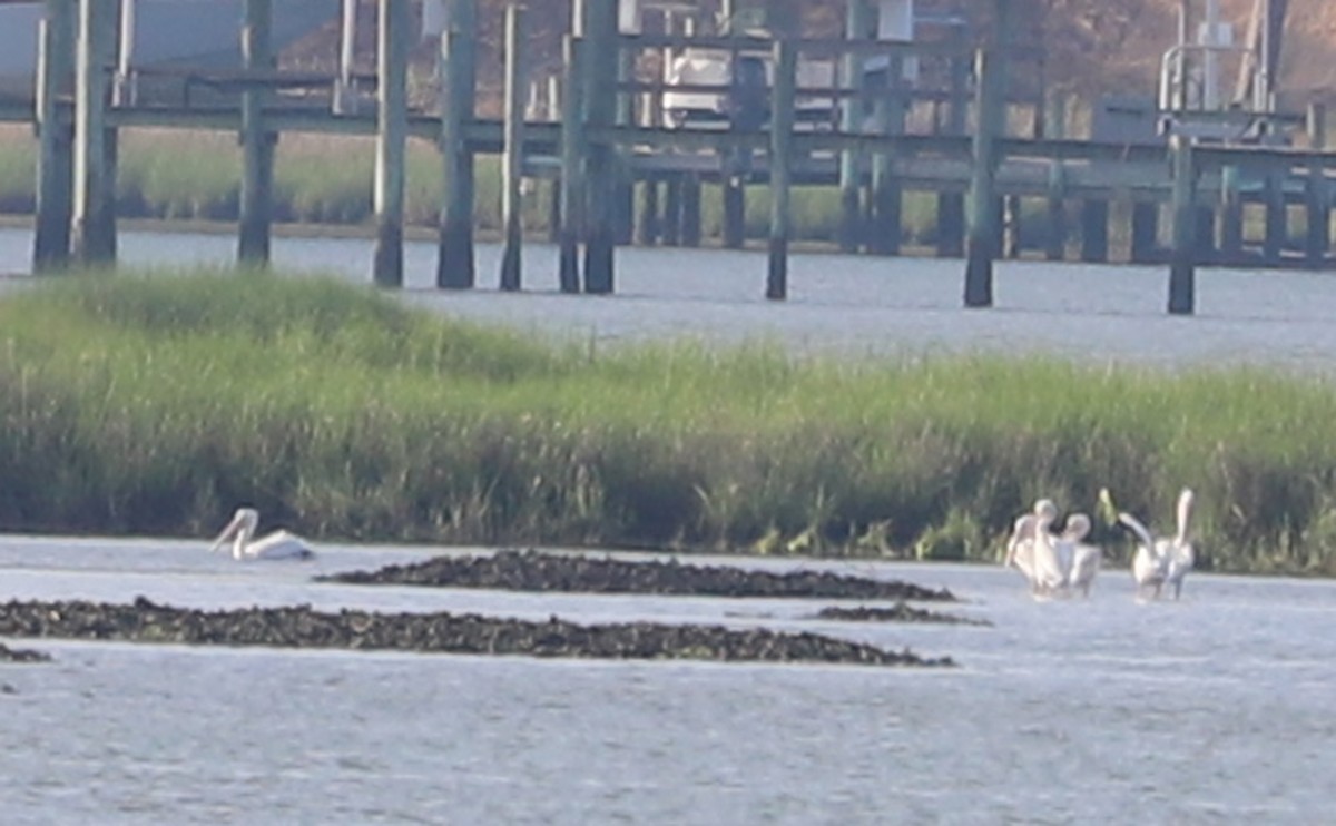 American White Pelican - ML619677312