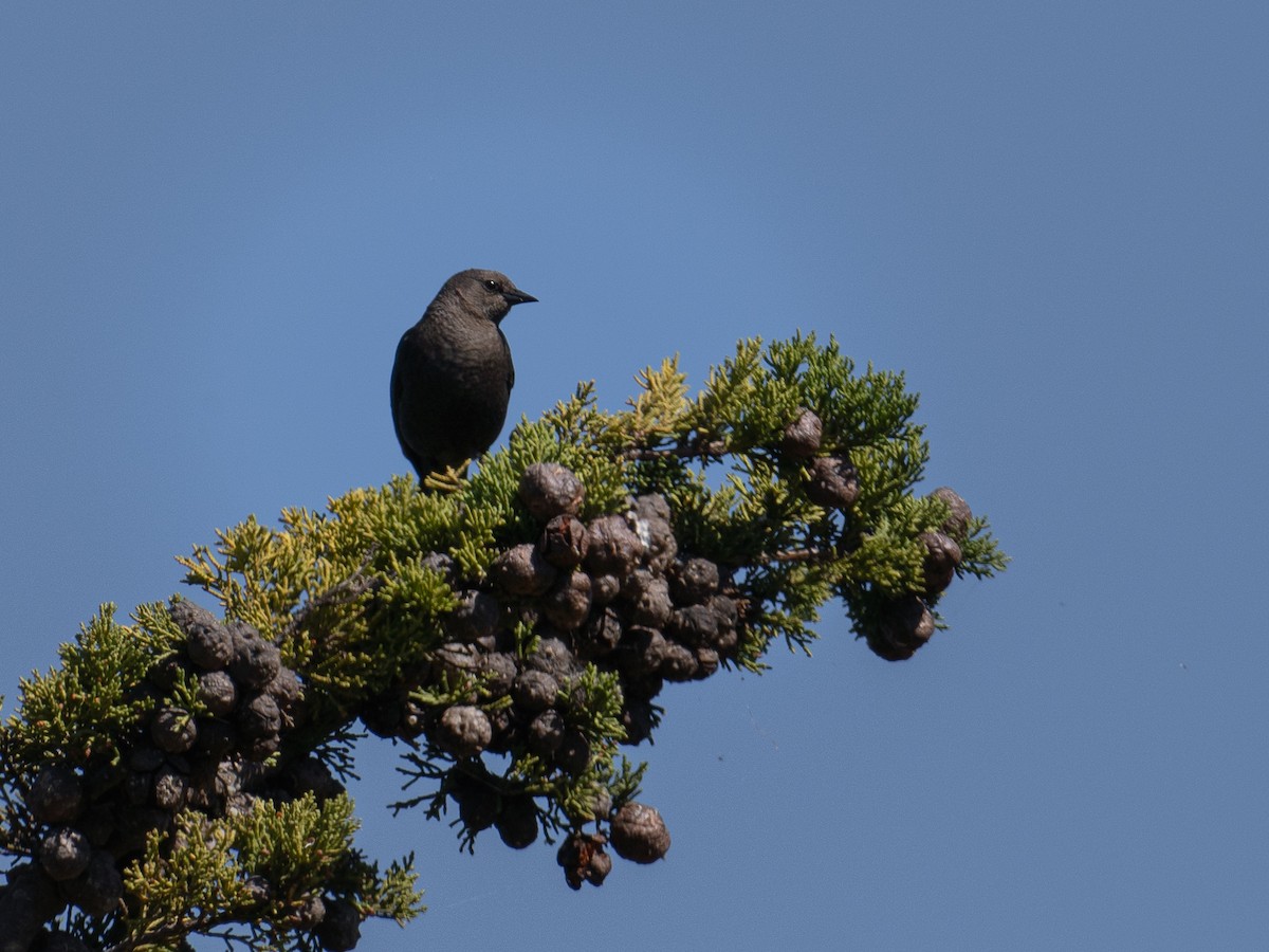 Red-winged Blackbird - ML619677353