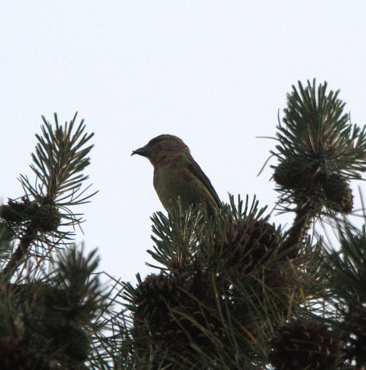 Red Crossbill - ML619677380