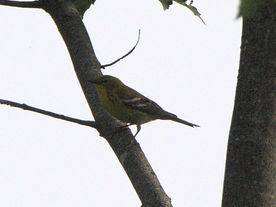 Pine Warbler - ML619677382