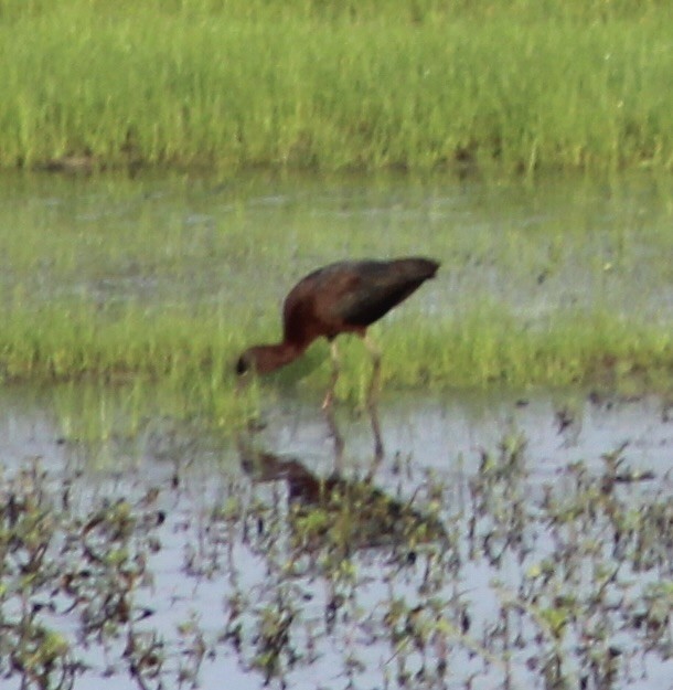 Glossy Ibis - ML619677395