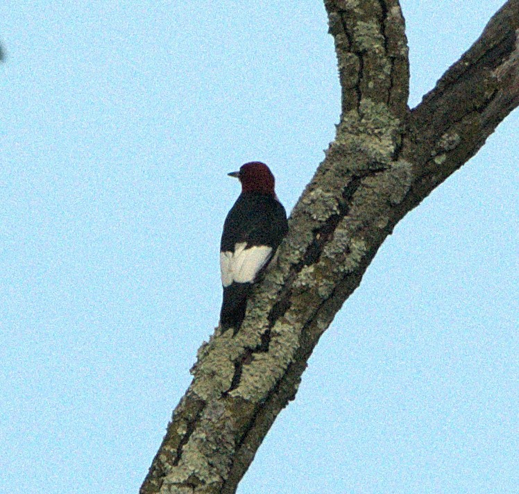 Red-headed Woodpecker - ML619677397