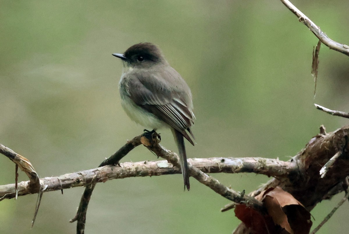 Eastern Phoebe - ML619677409