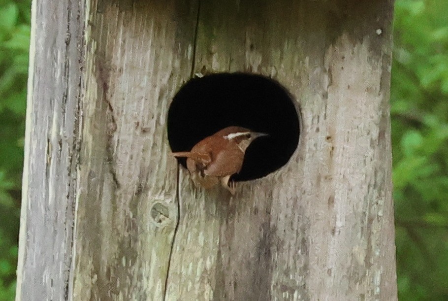 Carolina Wren - ML619677416