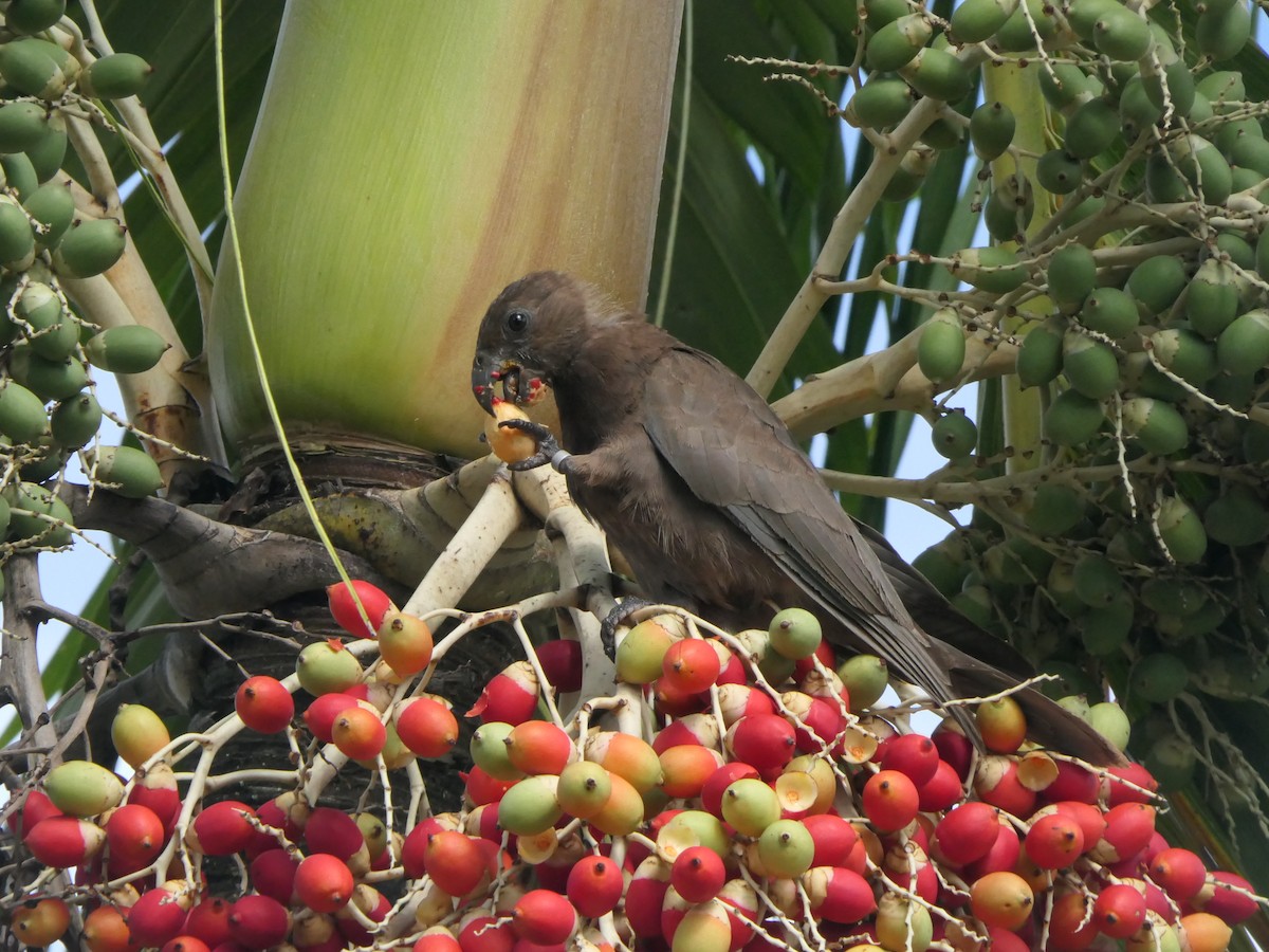 Seychelles Parrot - Eric Heijs