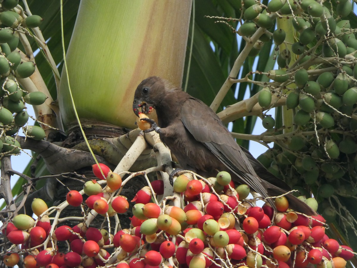 Seychelles Parrot - ML619677421