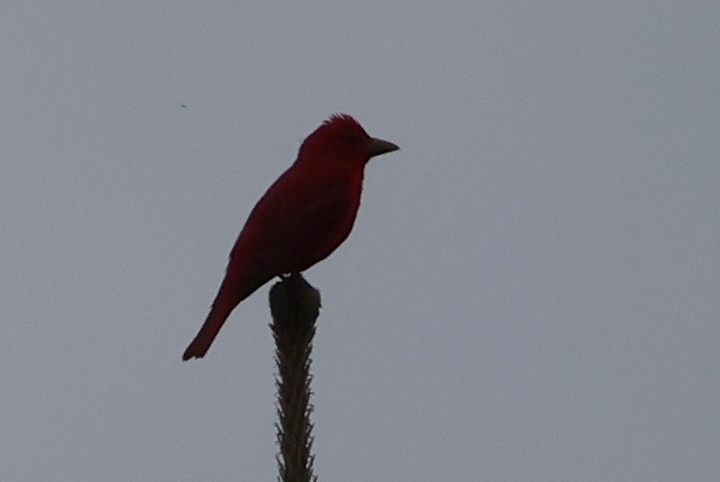 Summer Tanager - ML619677423