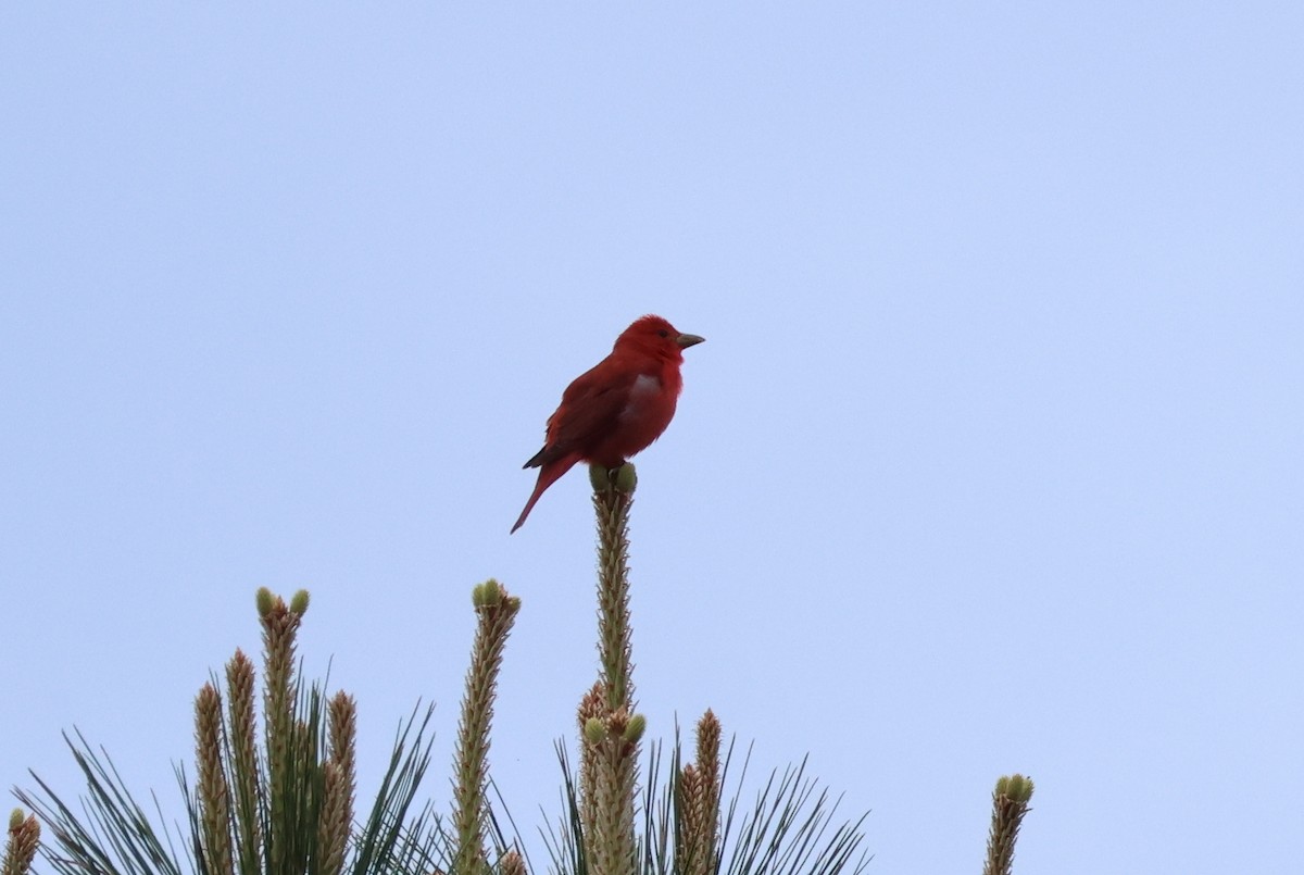 Summer Tanager - ML619677424