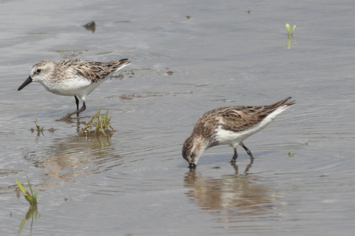 Semipalmated Sandpiper - ML619677463